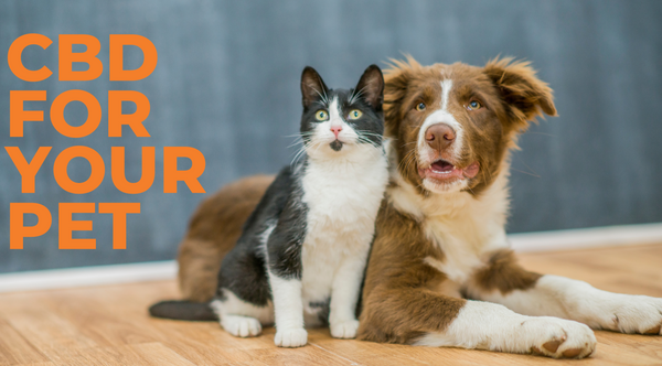 CBD for your pets: Finding the Right Dosage